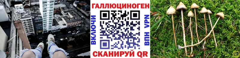 Псилоцибиновые грибы GOLDEN TEACHER  Купить где  Звенигово 